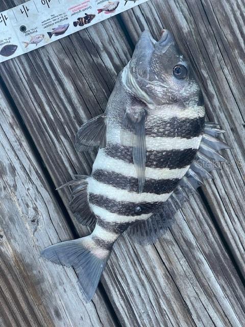 Sheepshead