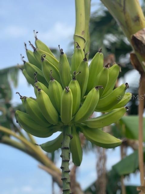 Banana Tree in Yard