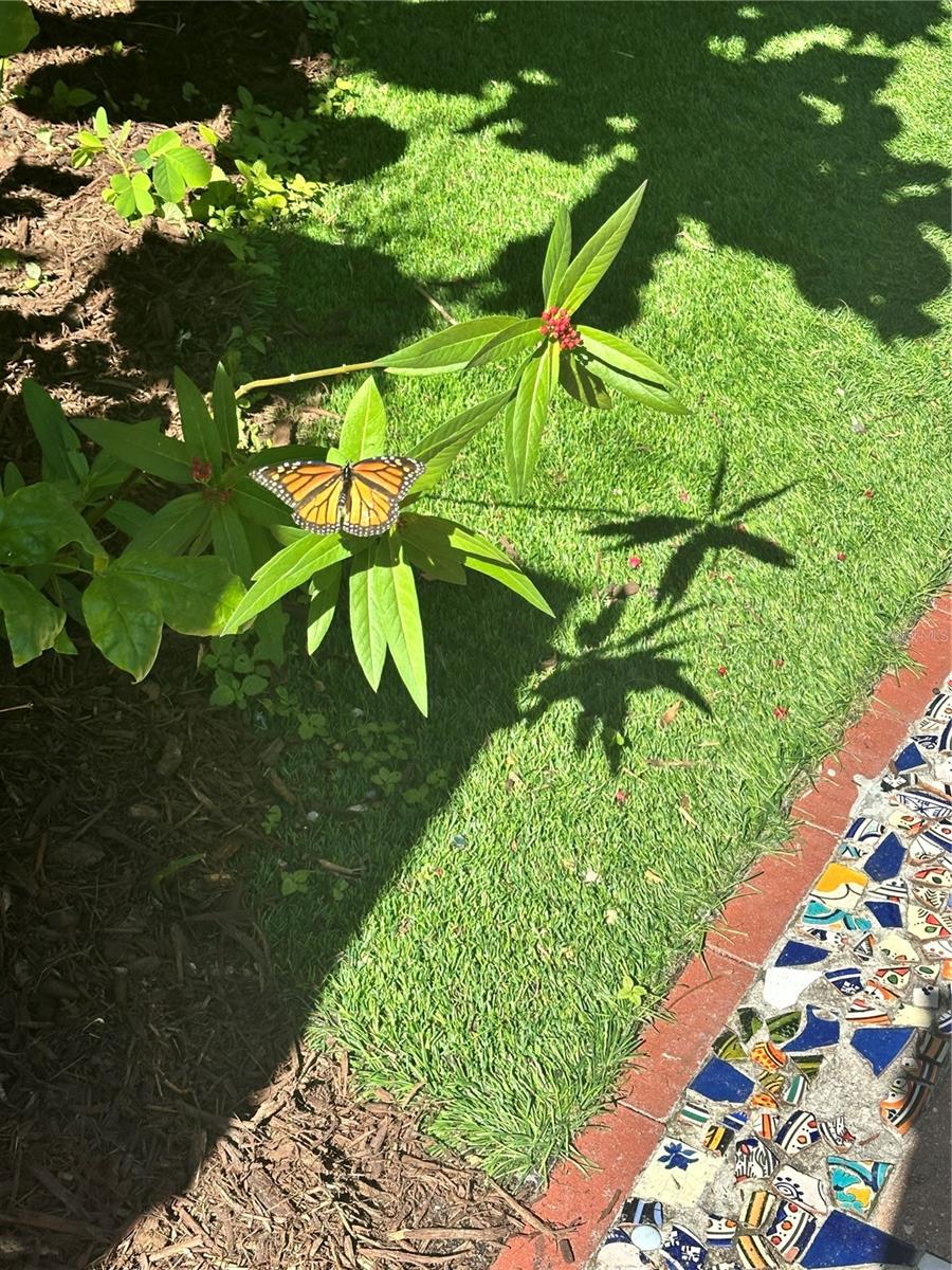 BUTTERFLY GARDENS