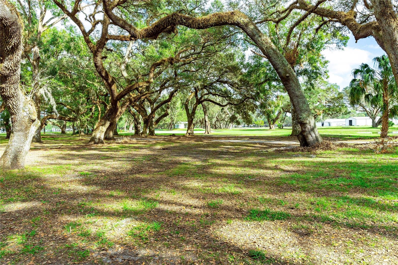 Many beautiful oak trees.