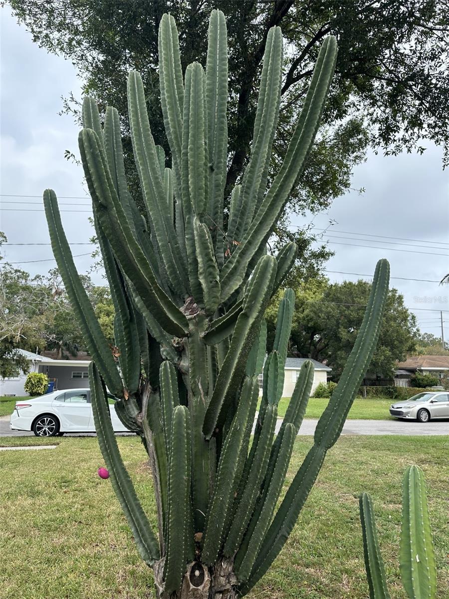 Mature cactus