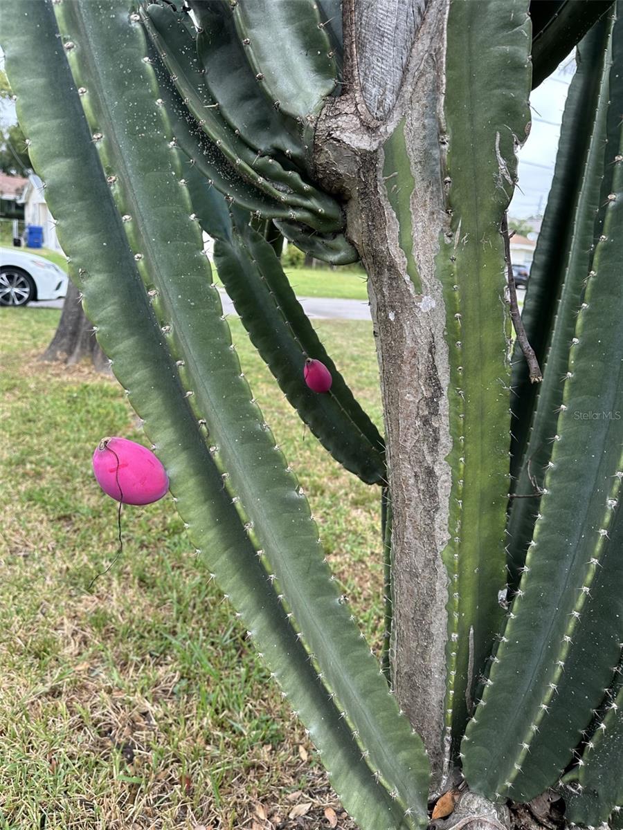 Close up of cactus