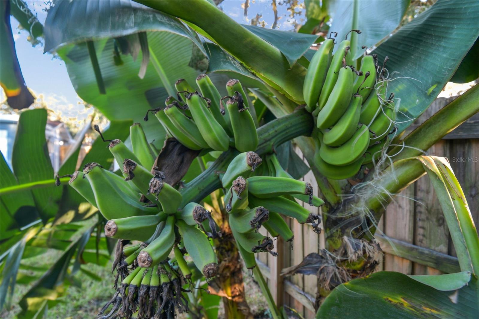 Banana tree in backyard