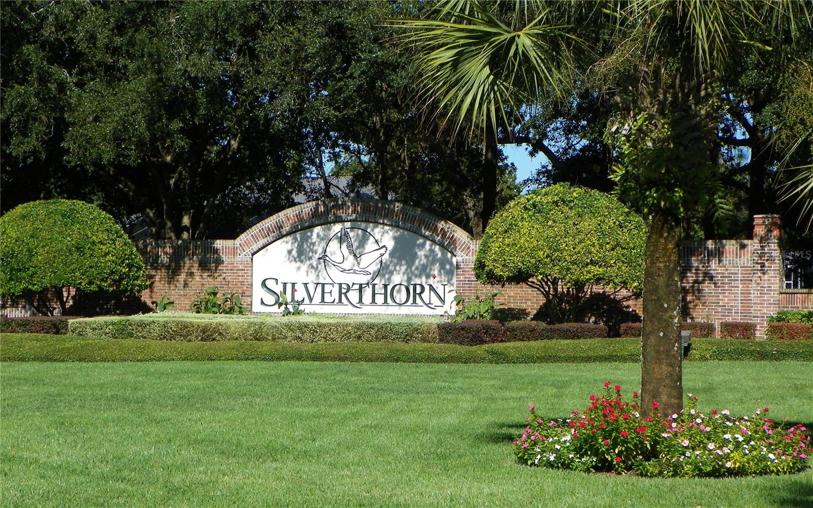 Welcome to Silverthorn!