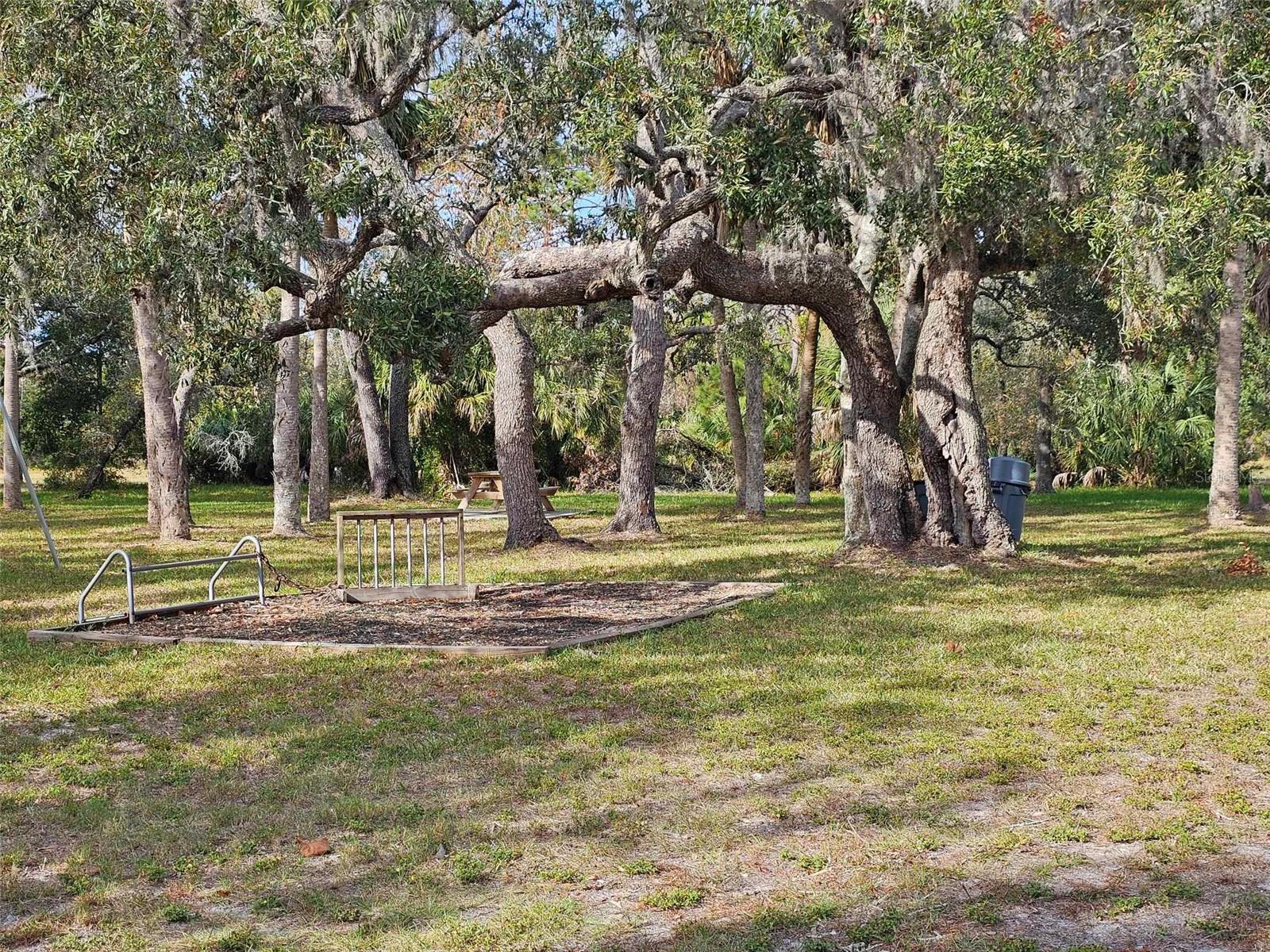 beautiful trees and shade in the park