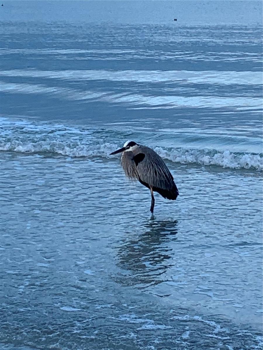 Walks on beach