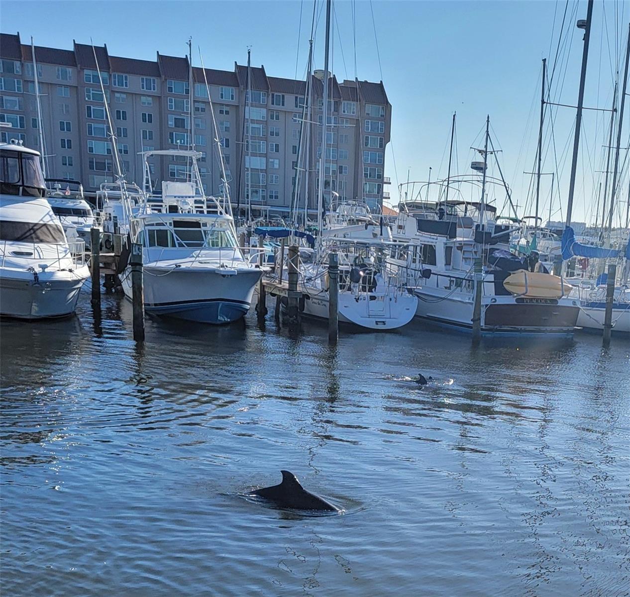 Dolphins frolic at the Dunedin Marina