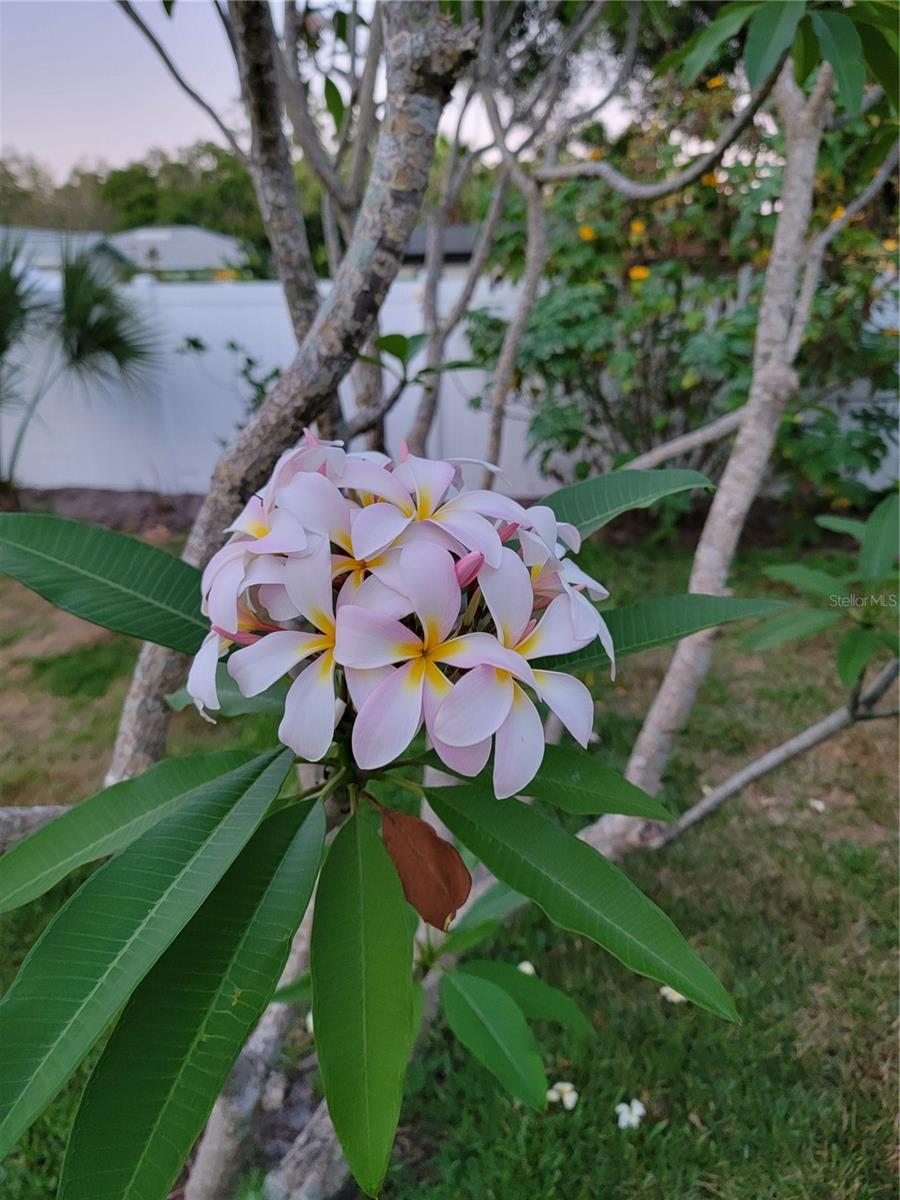 Plumeria