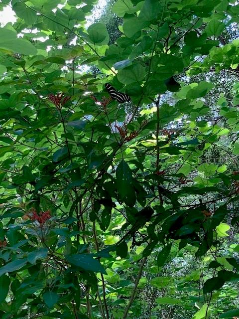 Butterfly in Yard