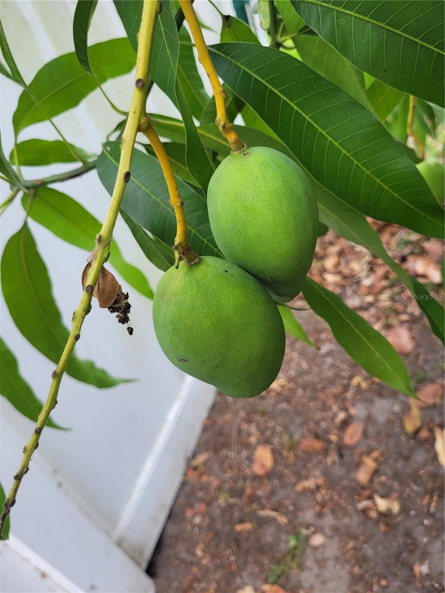 Mango Producing Tree