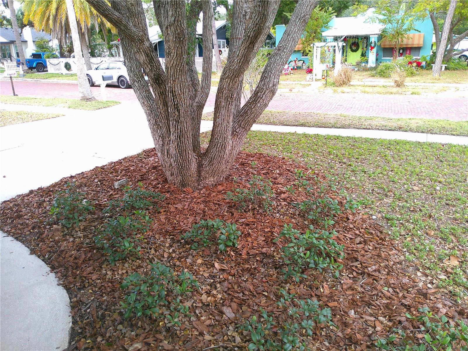 Beautiful Mature Tree located in front of House