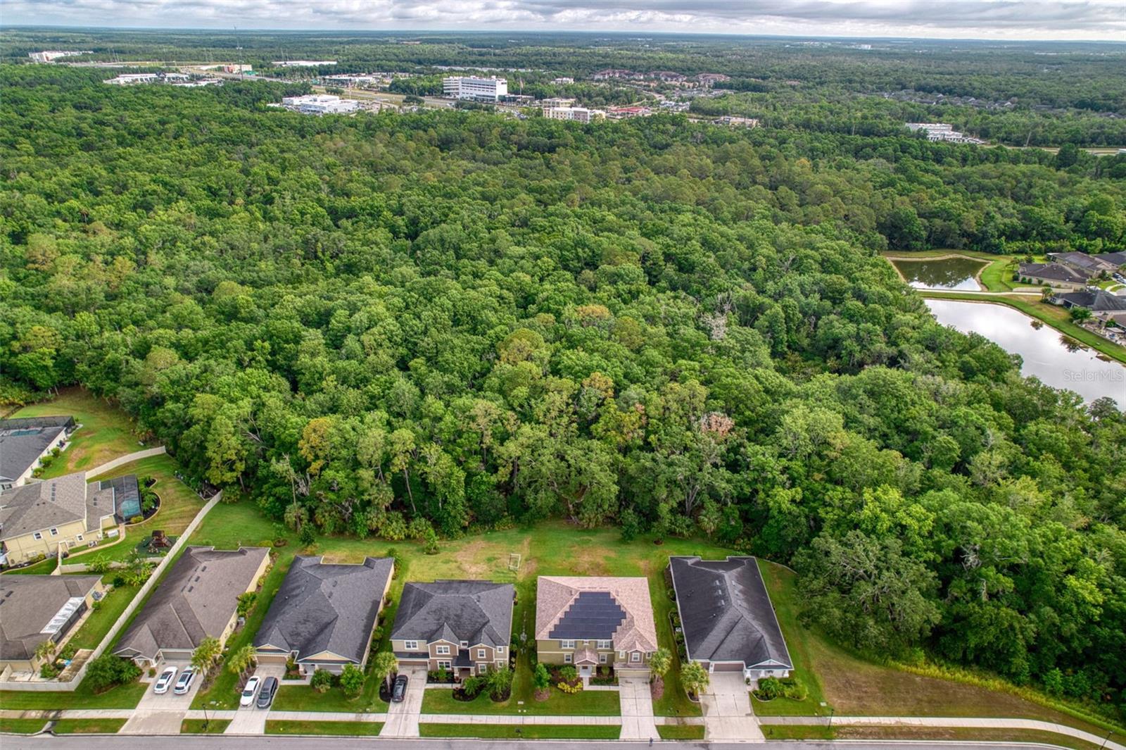 Deep Forest Behind Home!