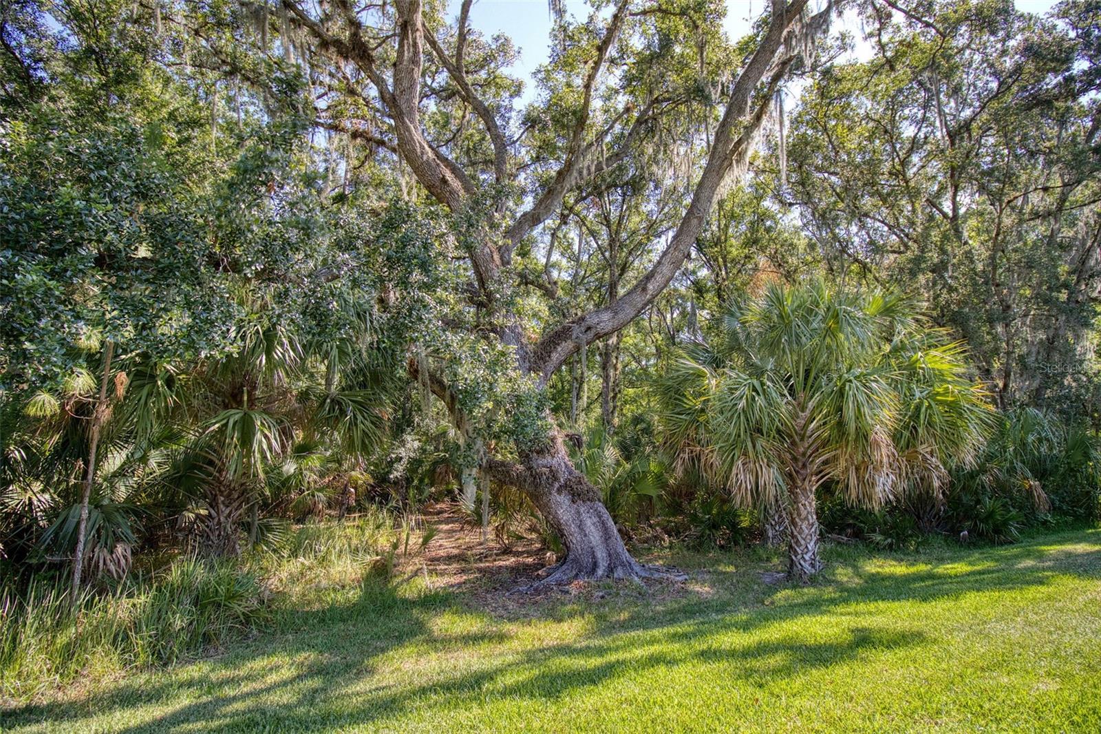 Magnificent Oak Tree