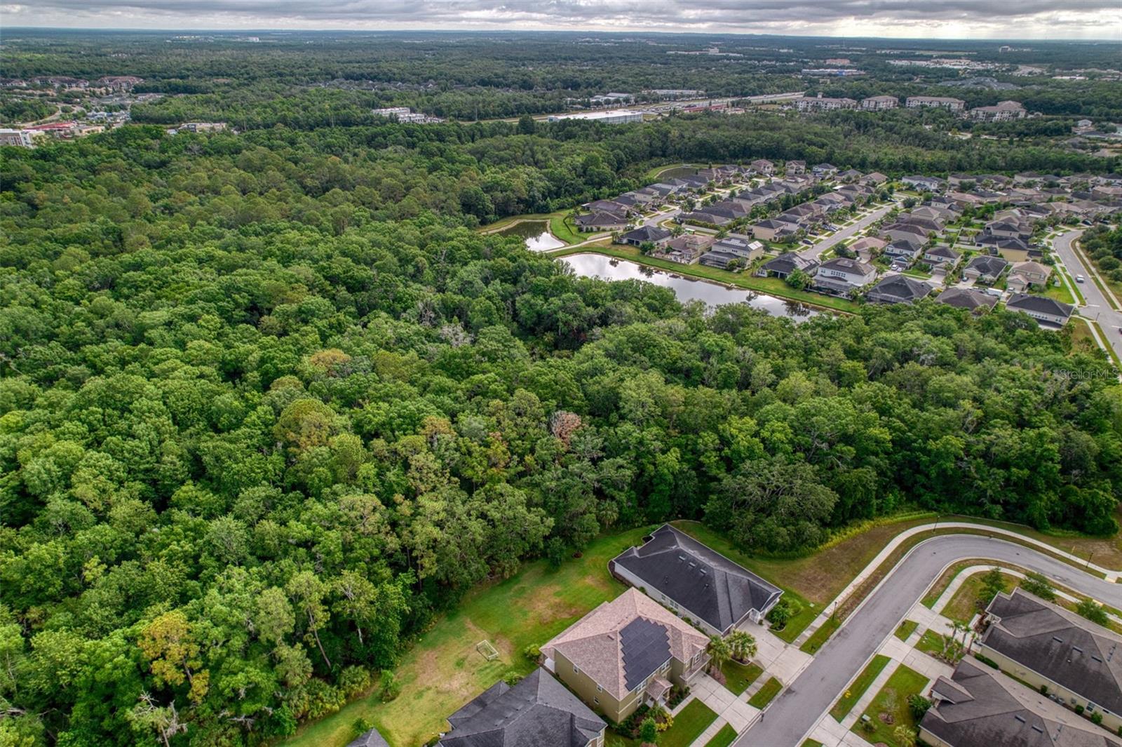 Deep Forest Behind Home!