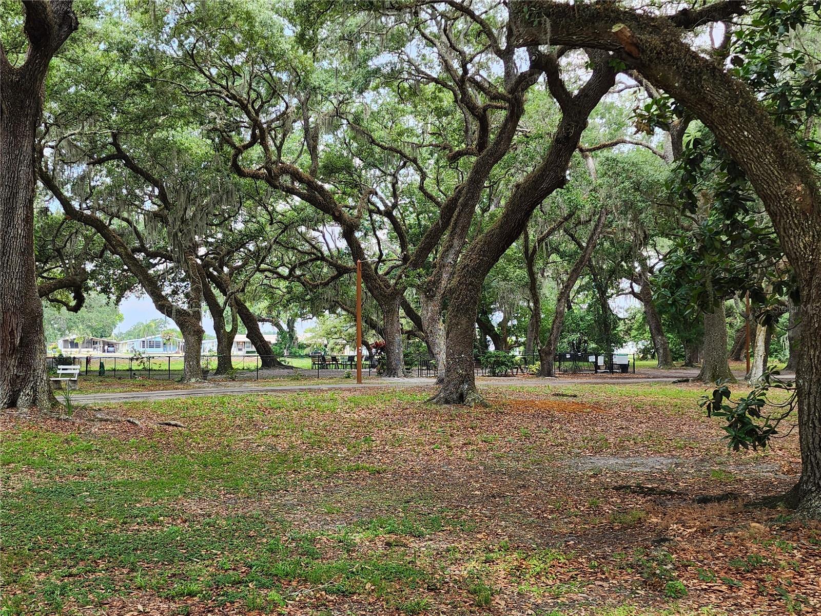 Scentral park (dog park).