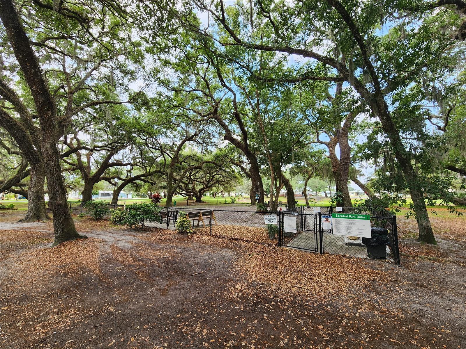 Scentral park (dog park).