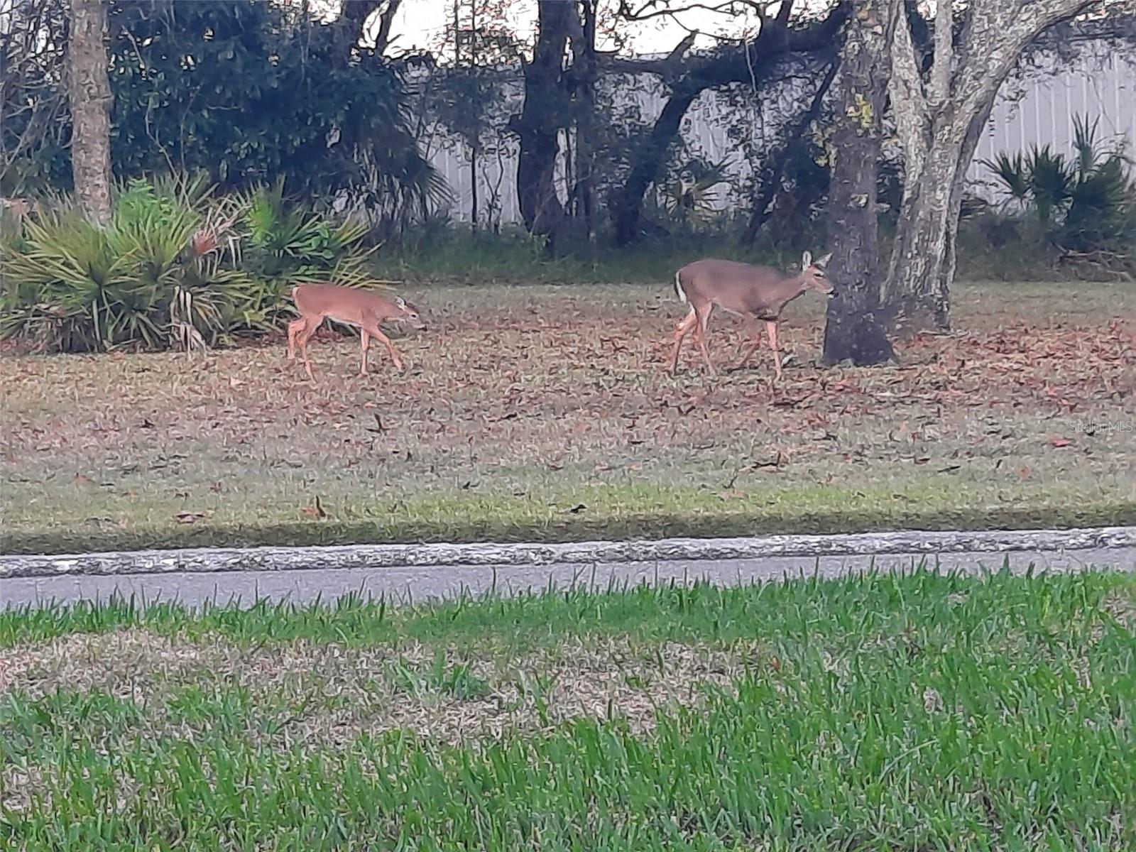 Deer!