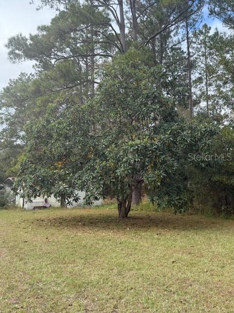 Loquat Tree