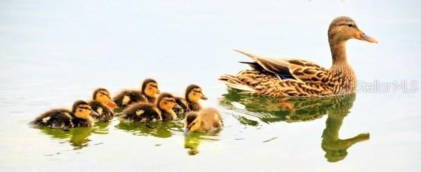 Momma and her flock residents of Lake Heather