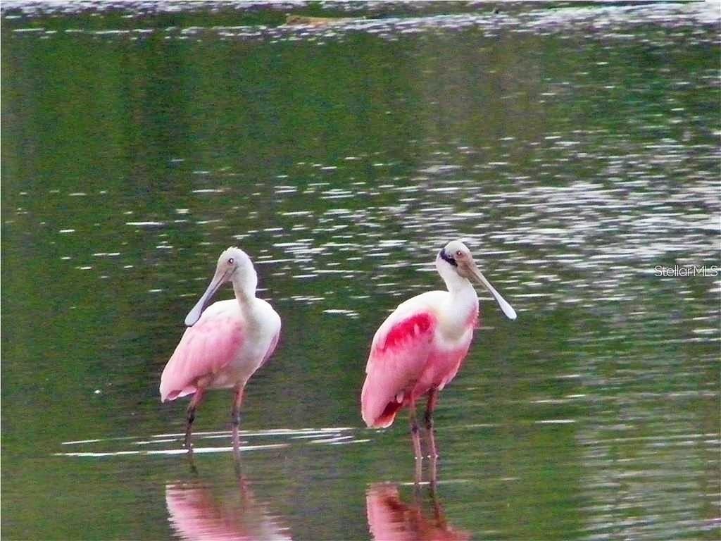 Roseate Spoonbills frequent residents