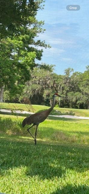 Wonderful wildlife.  It's as though you have a bird sanctuary right from your screened-in porch.