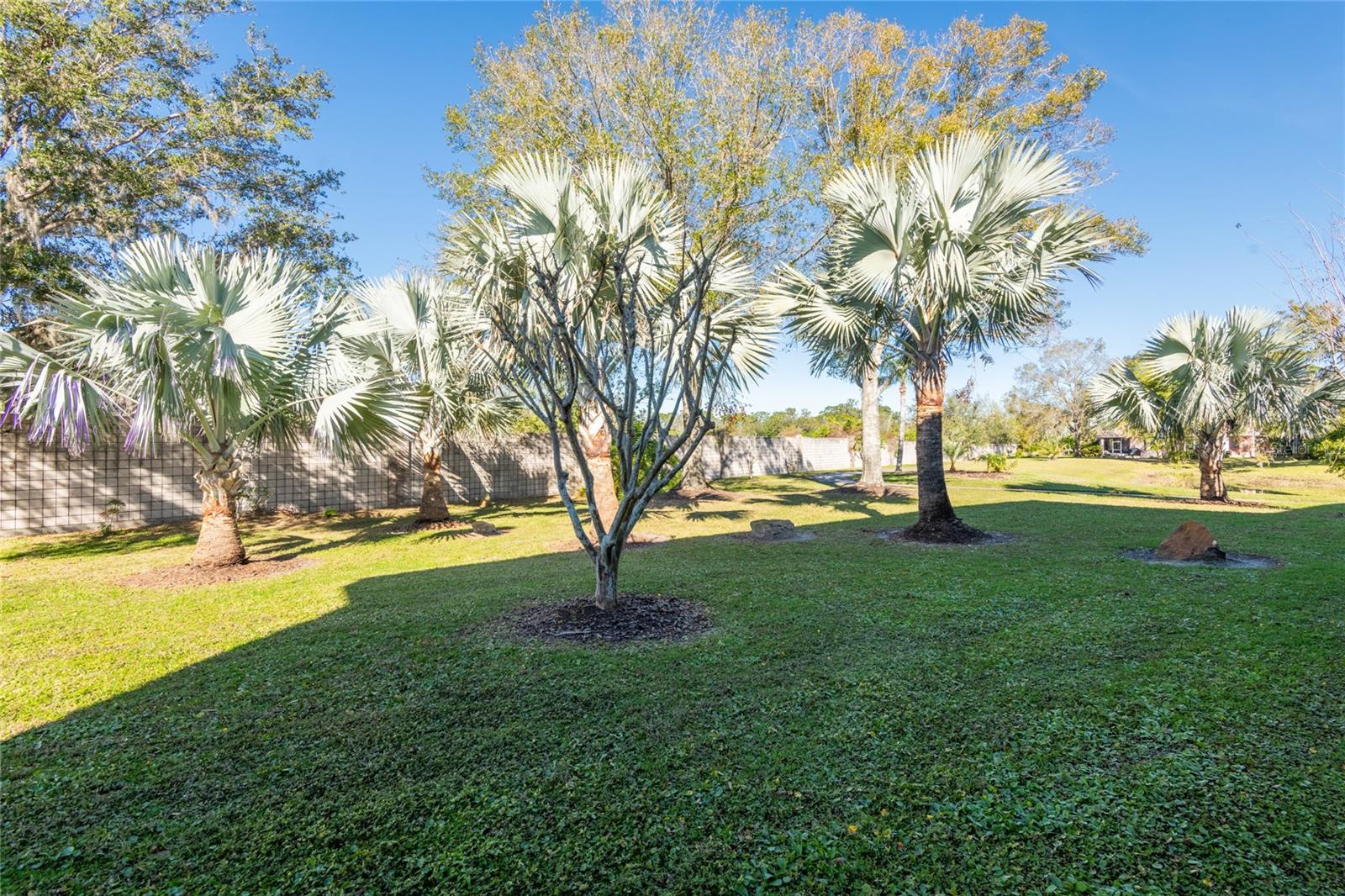 Peaceful and quiet backyard and landscaping