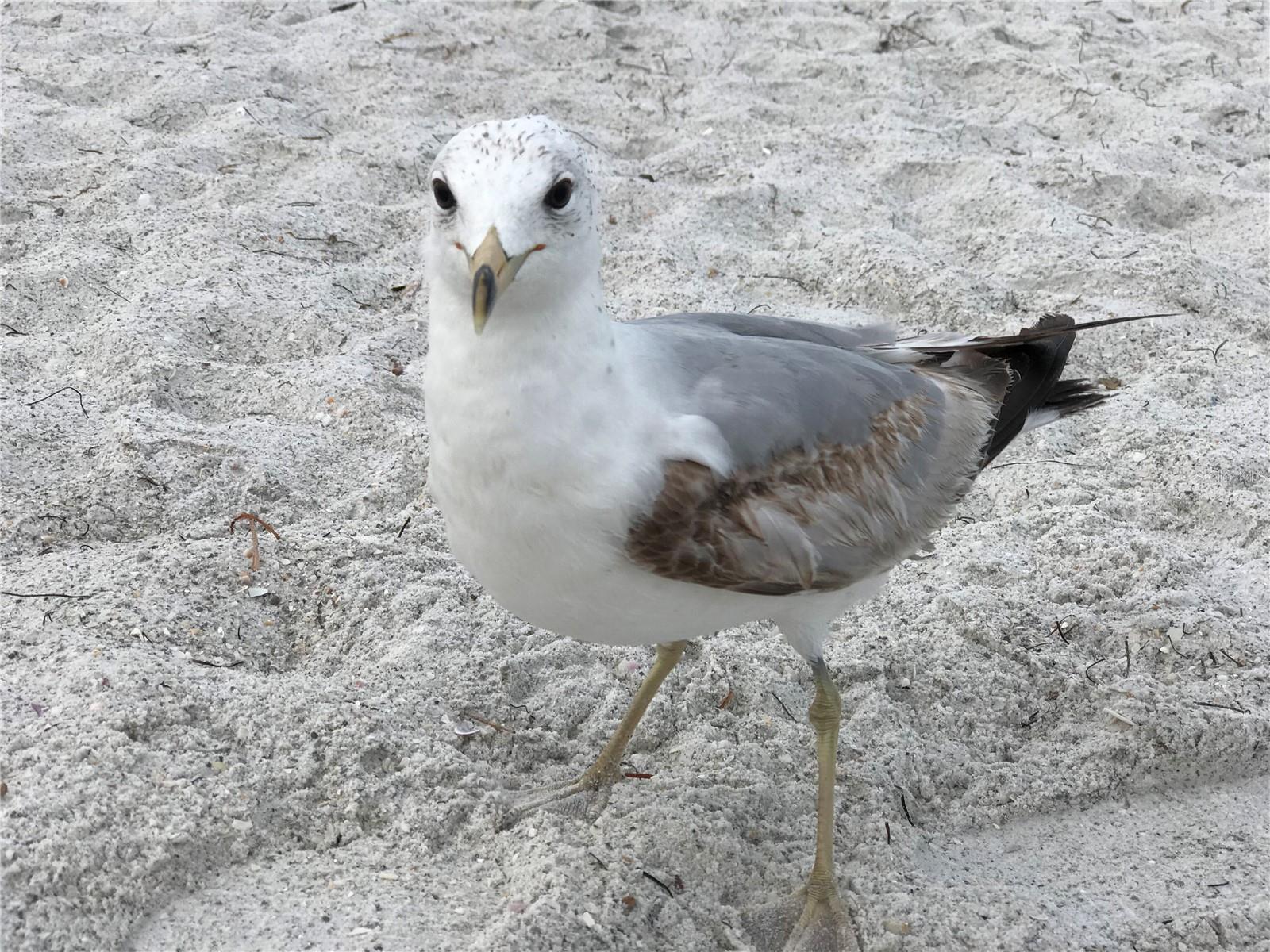 Gulfport is home to lots of Florida wildlife...to enjoy!