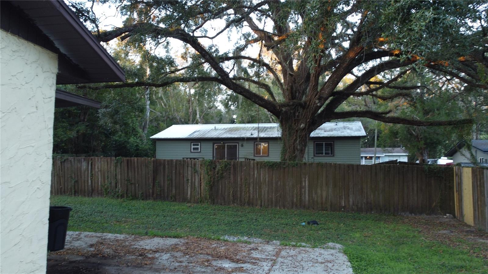 Live Oak for Shade