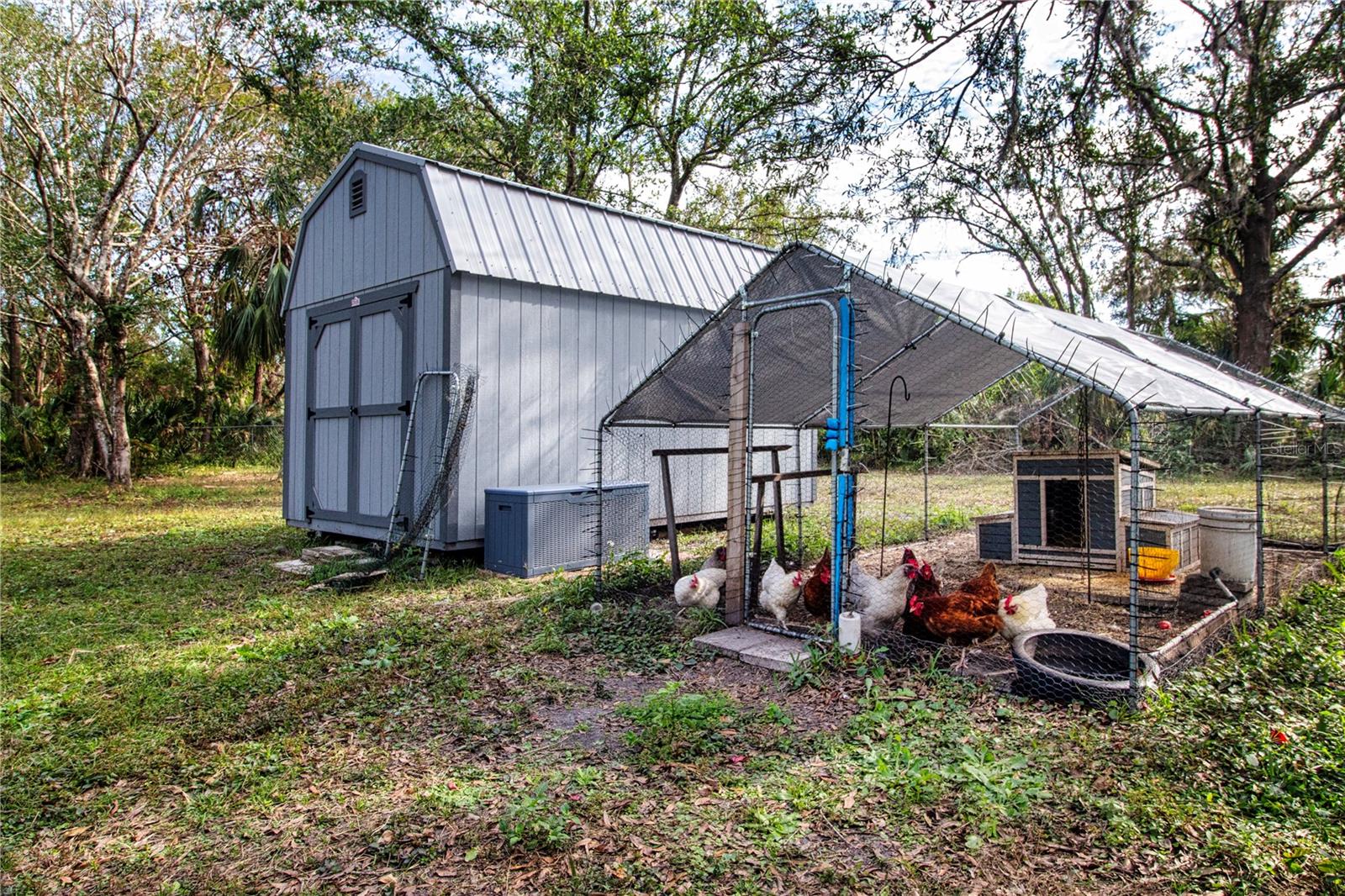 Shed and Chicken Coop