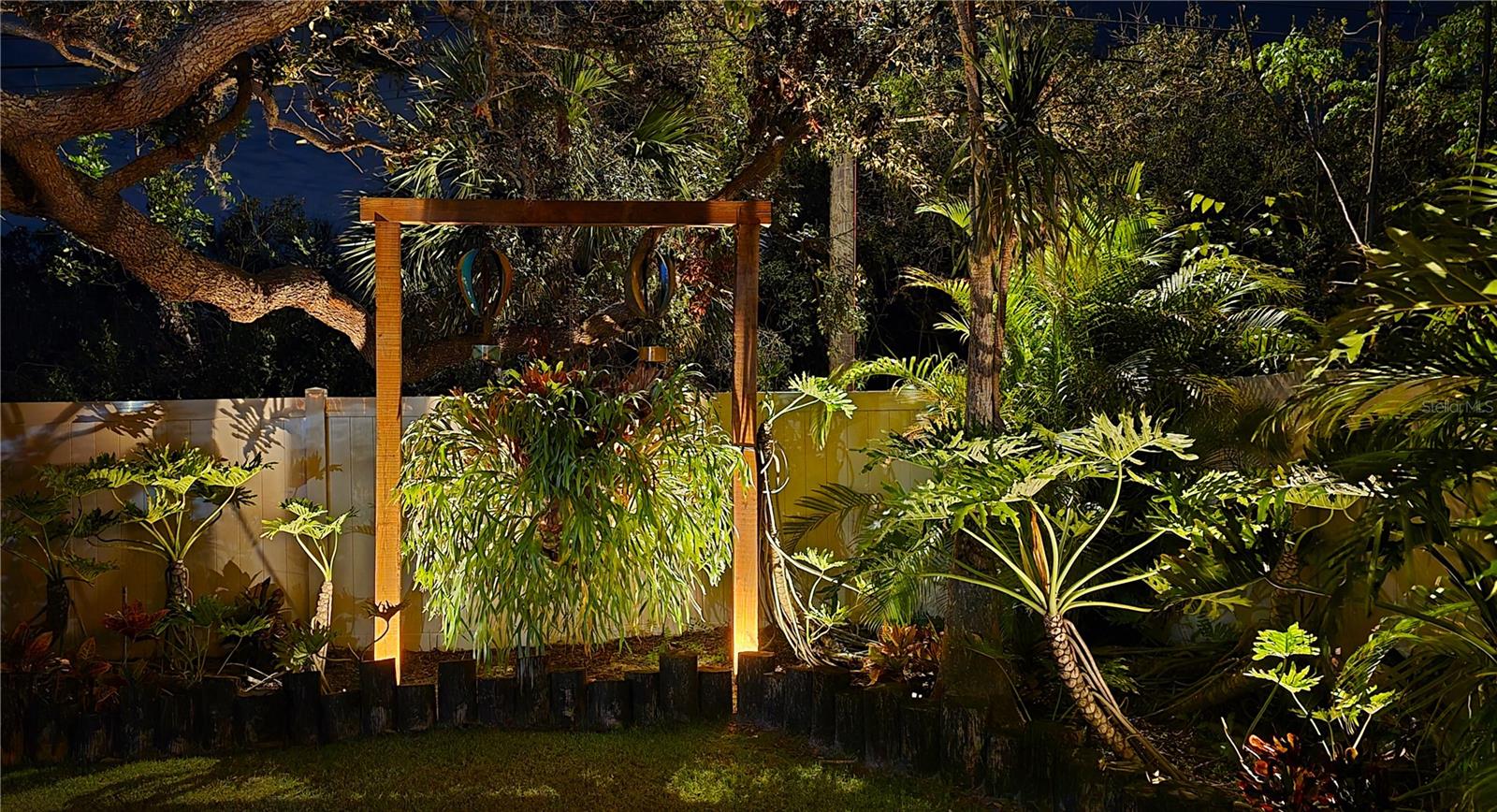 Ancient Staghorn Fern at Night