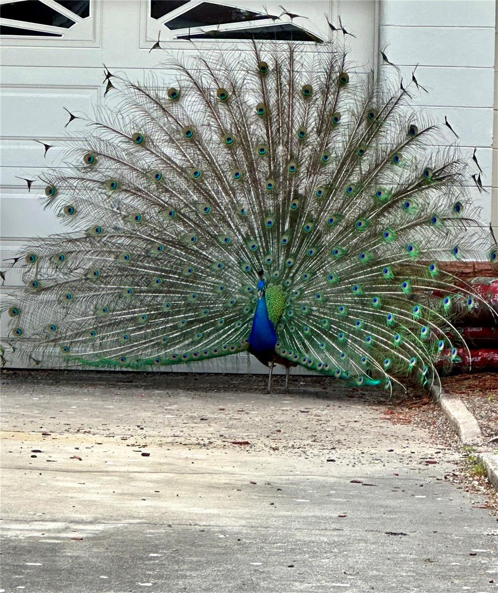 Peacock Crossing Neighborhood