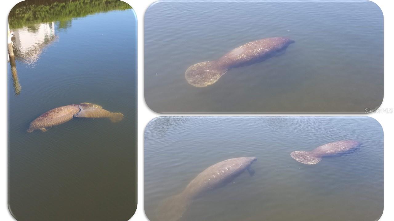 And sometimes, you will see baby manatees!