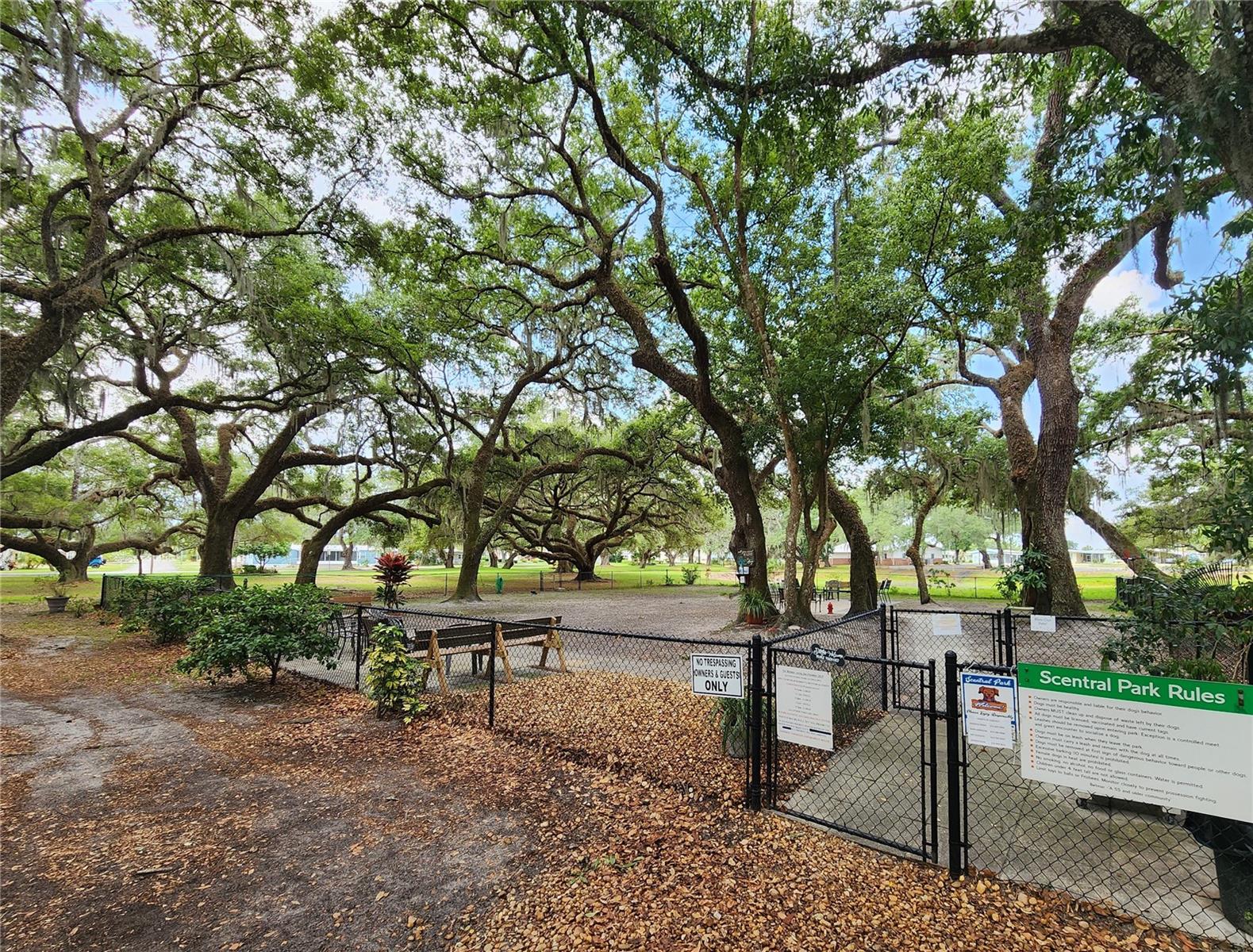 Scentral park (fenced dog run)