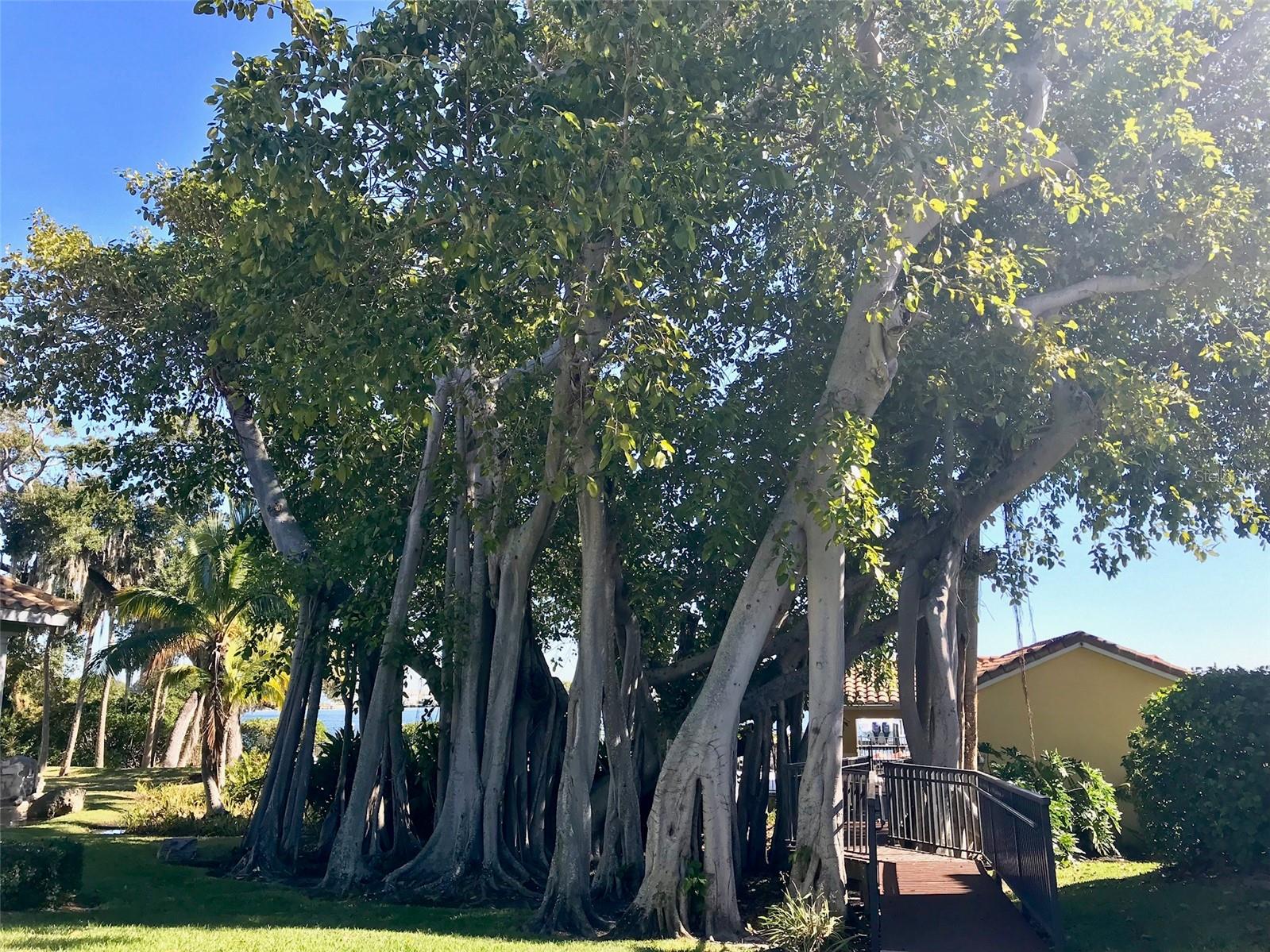Walkway under the Banyan tree to the pool and waterfront