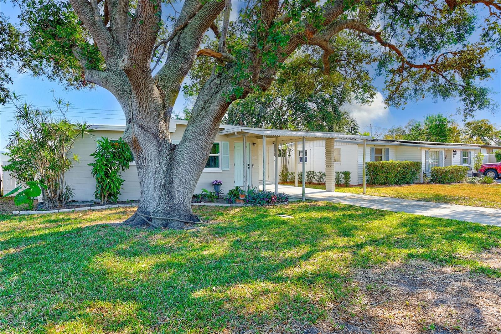 Beautiful Oak Tree provides shade