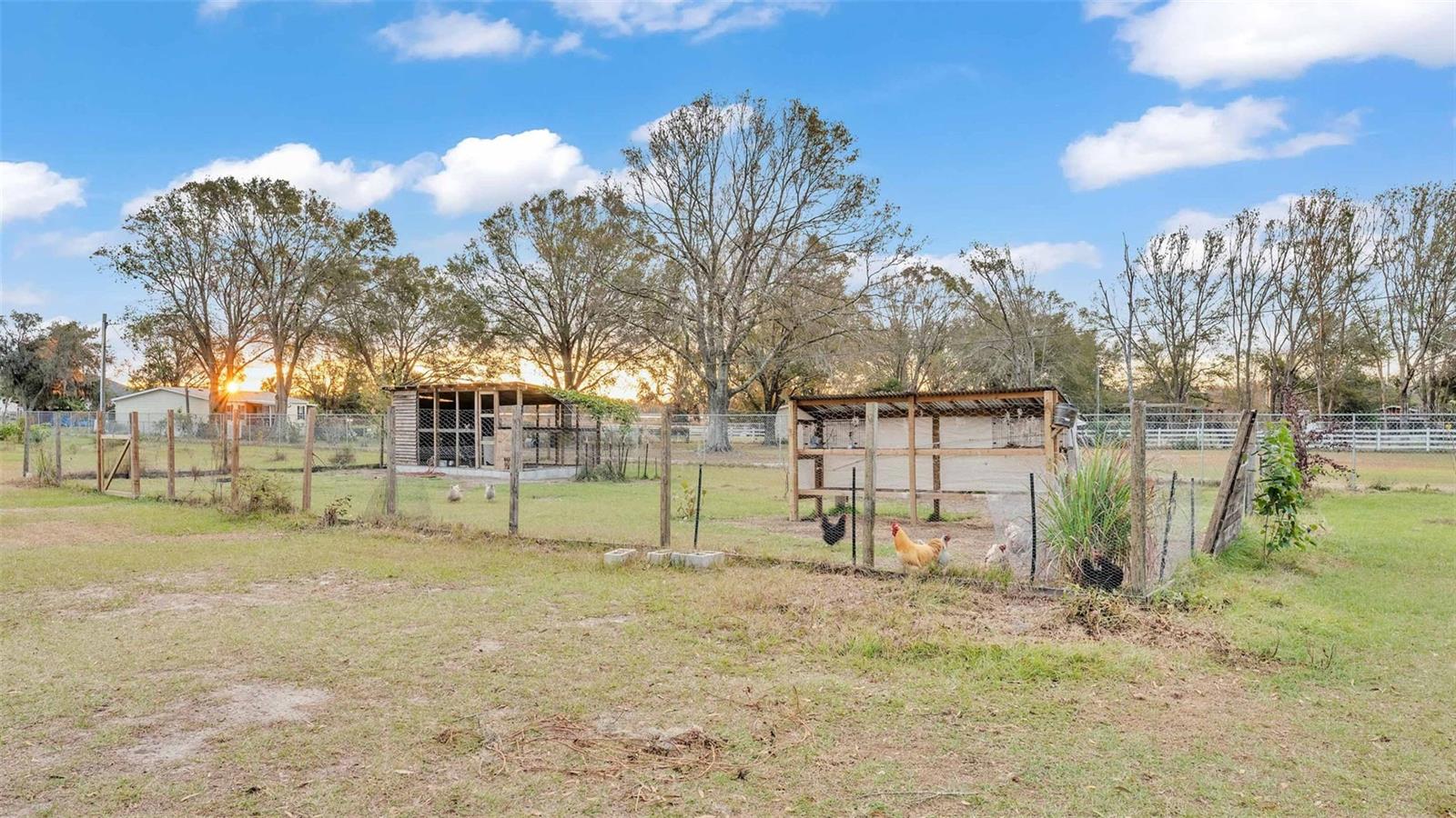 RABBIT HUT WITH IRRIGATION