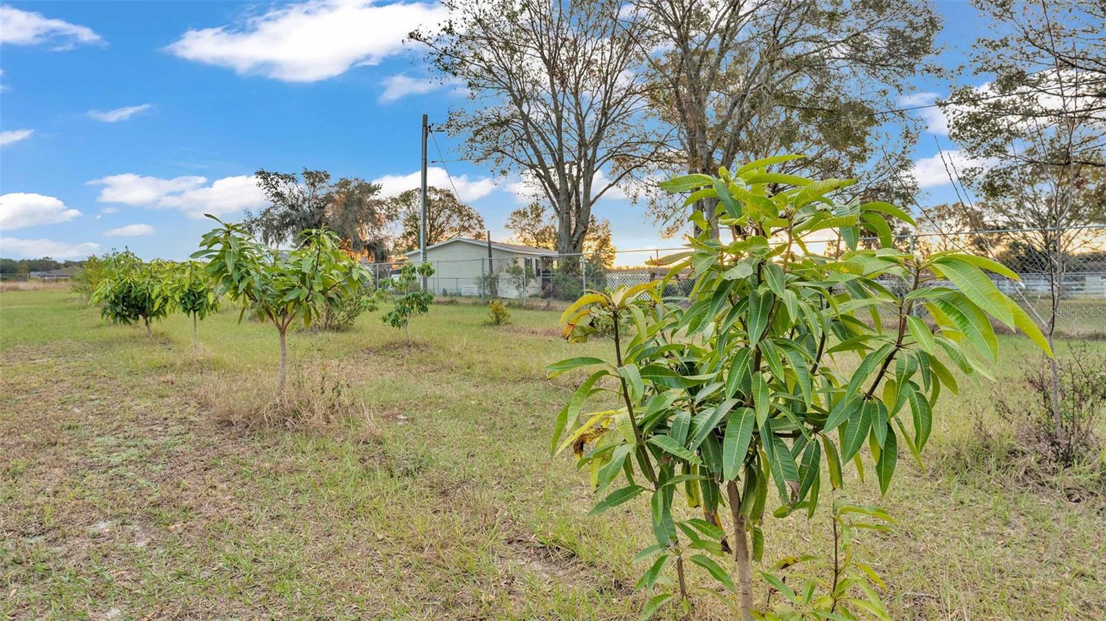 FRUIT TREES