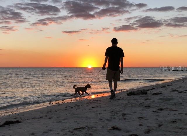 Nearby Honeymoon Island State Park - Rated one of the top beaches