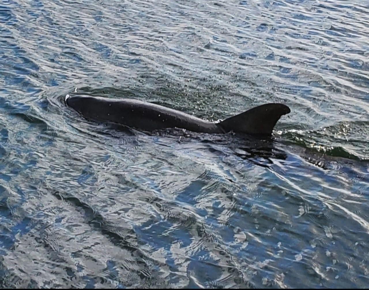 A Dolphin swimming by at Dolphin Park !!!!