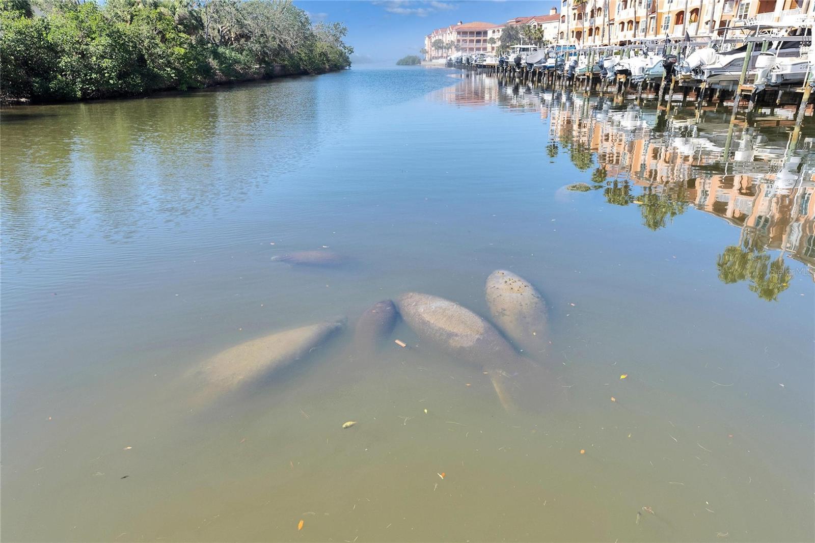 Manatees!