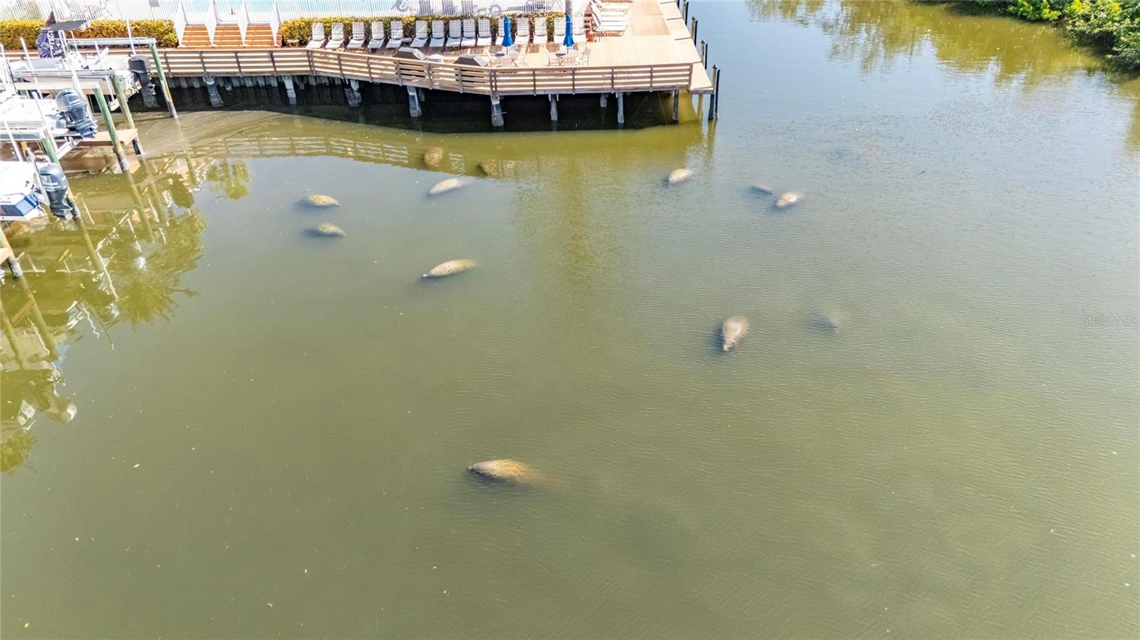 Wintering Manatees