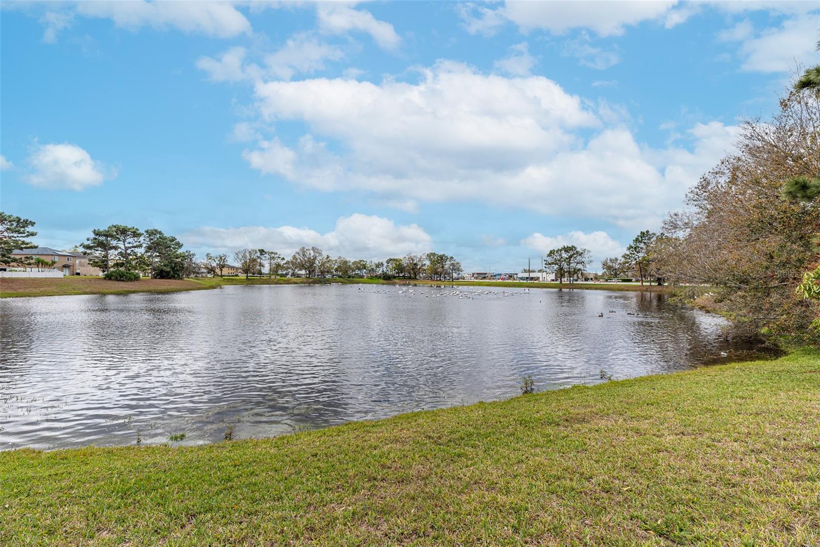 Pond View