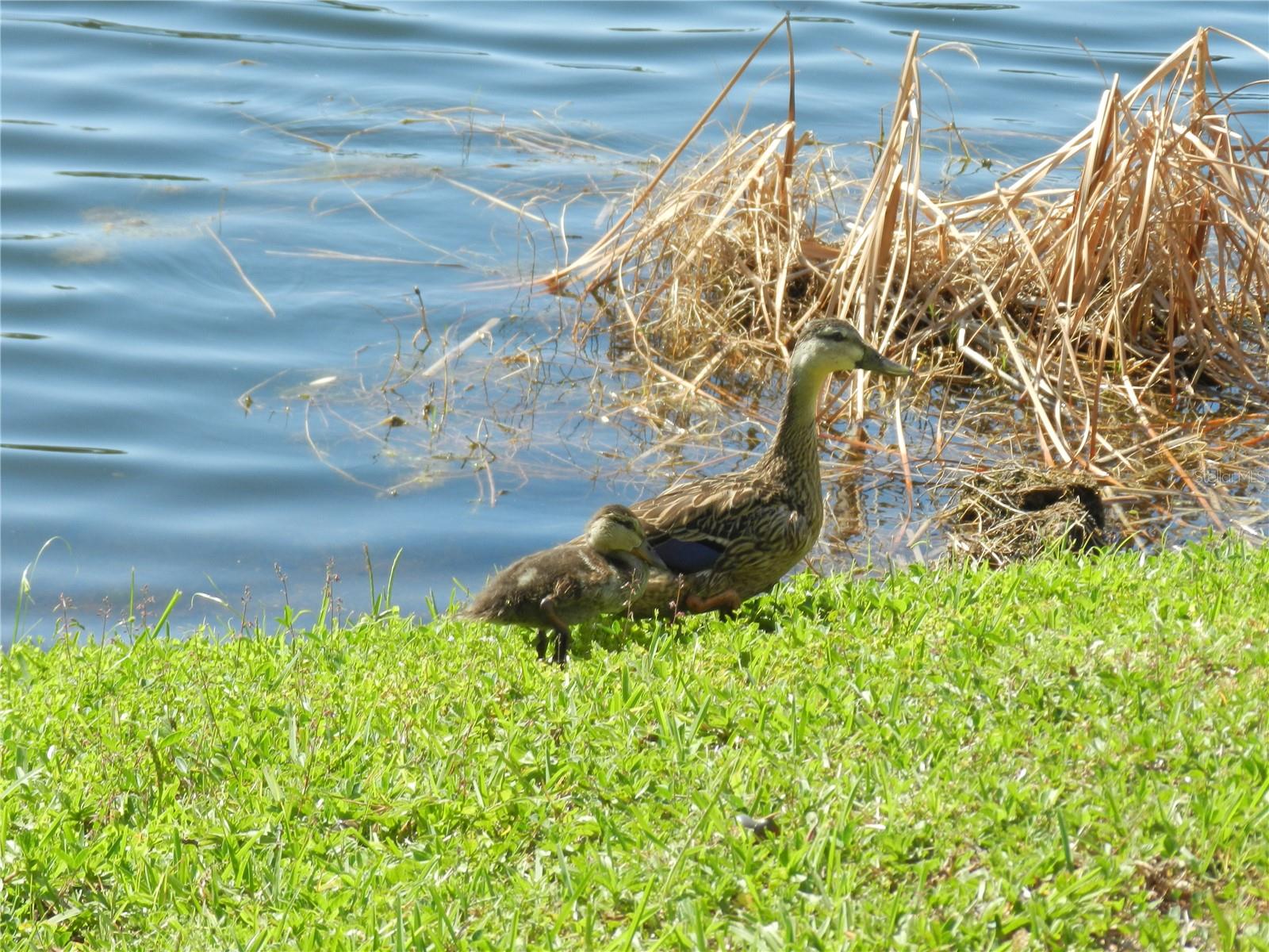 Lake Seminole Park