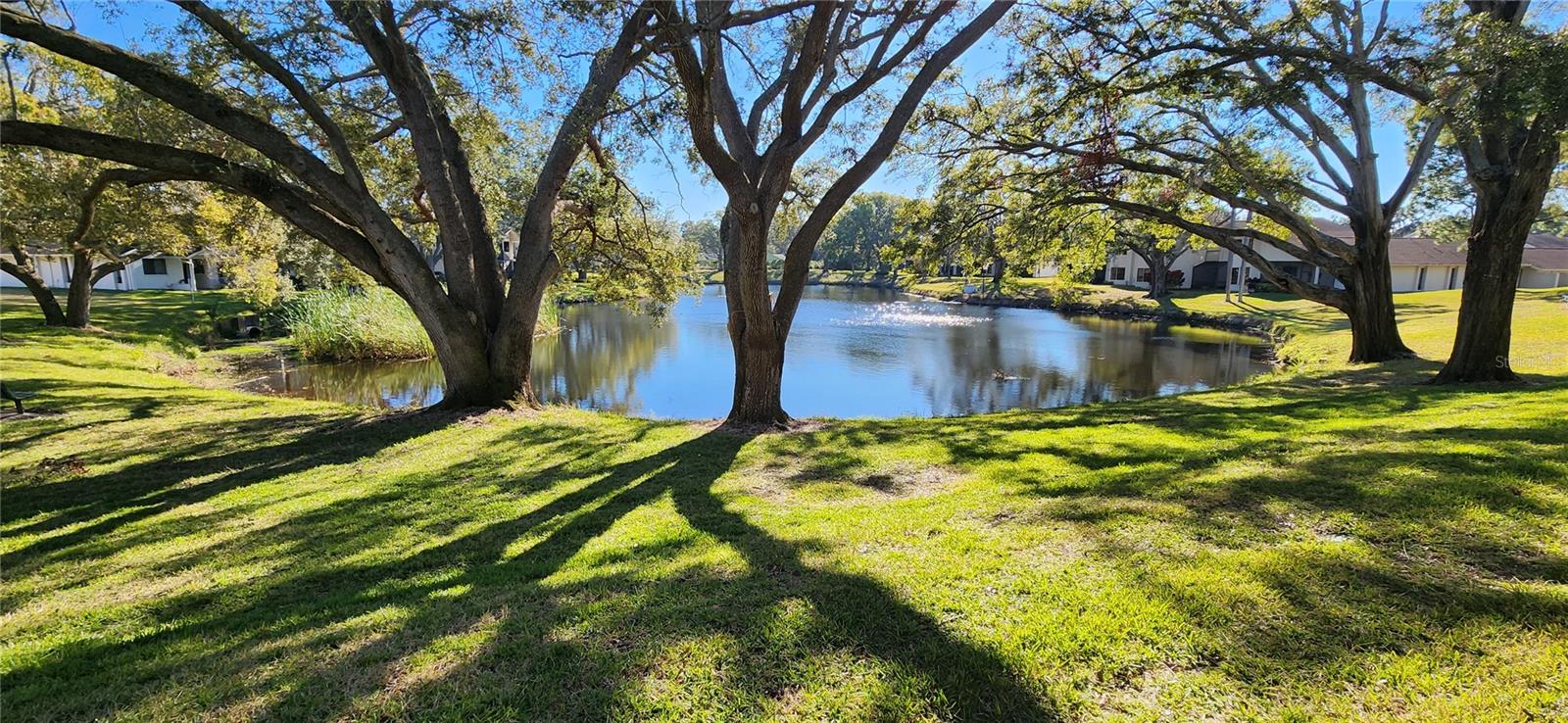 Pond in backyard