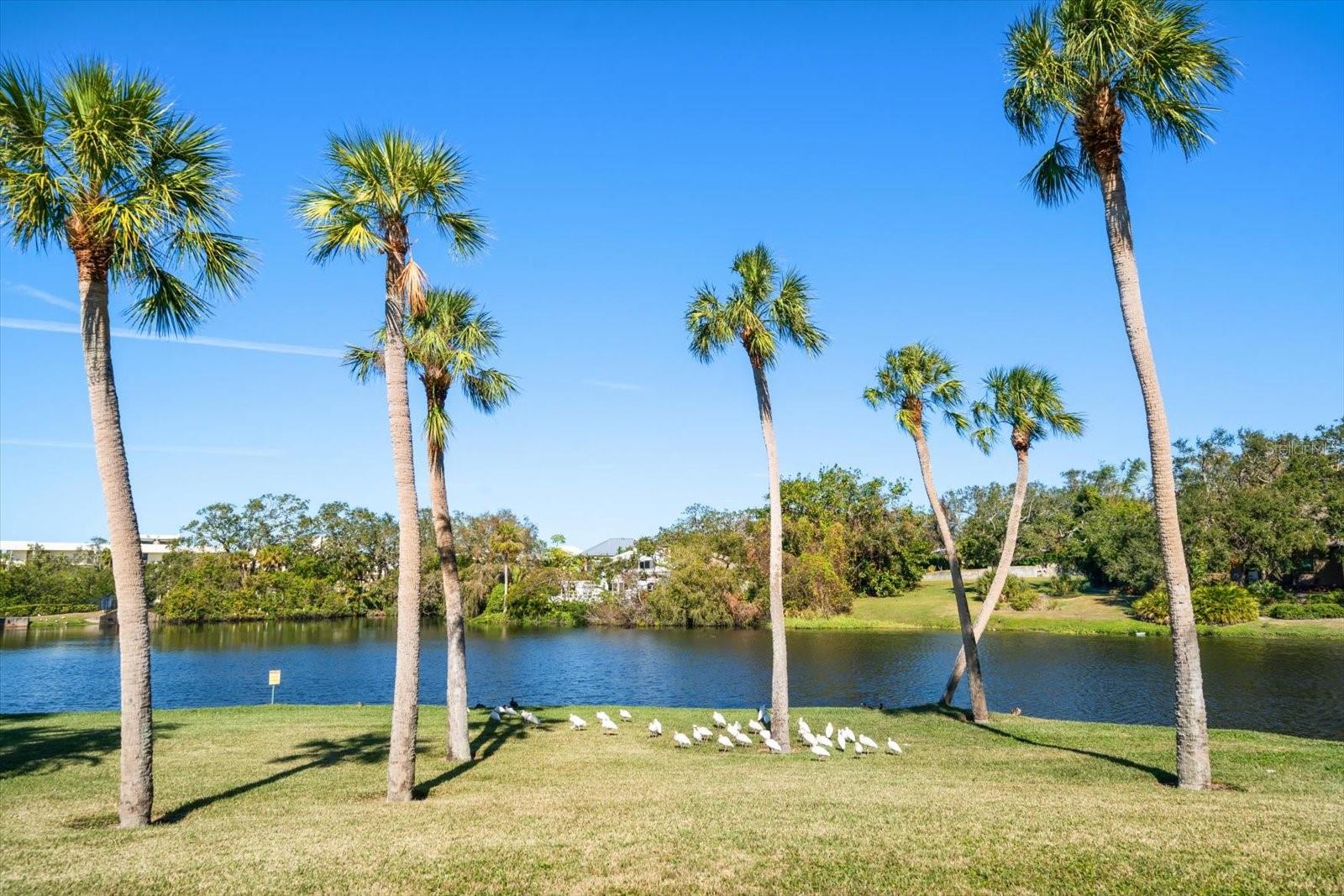 Grounds beside Harold's Lake