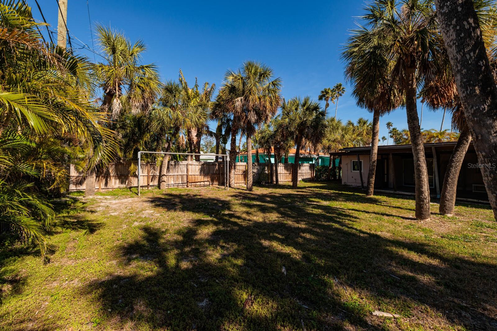 Old Florida palms