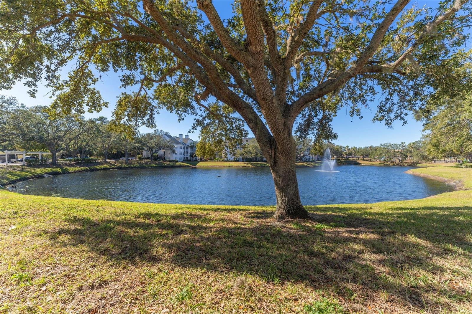 Pond View!