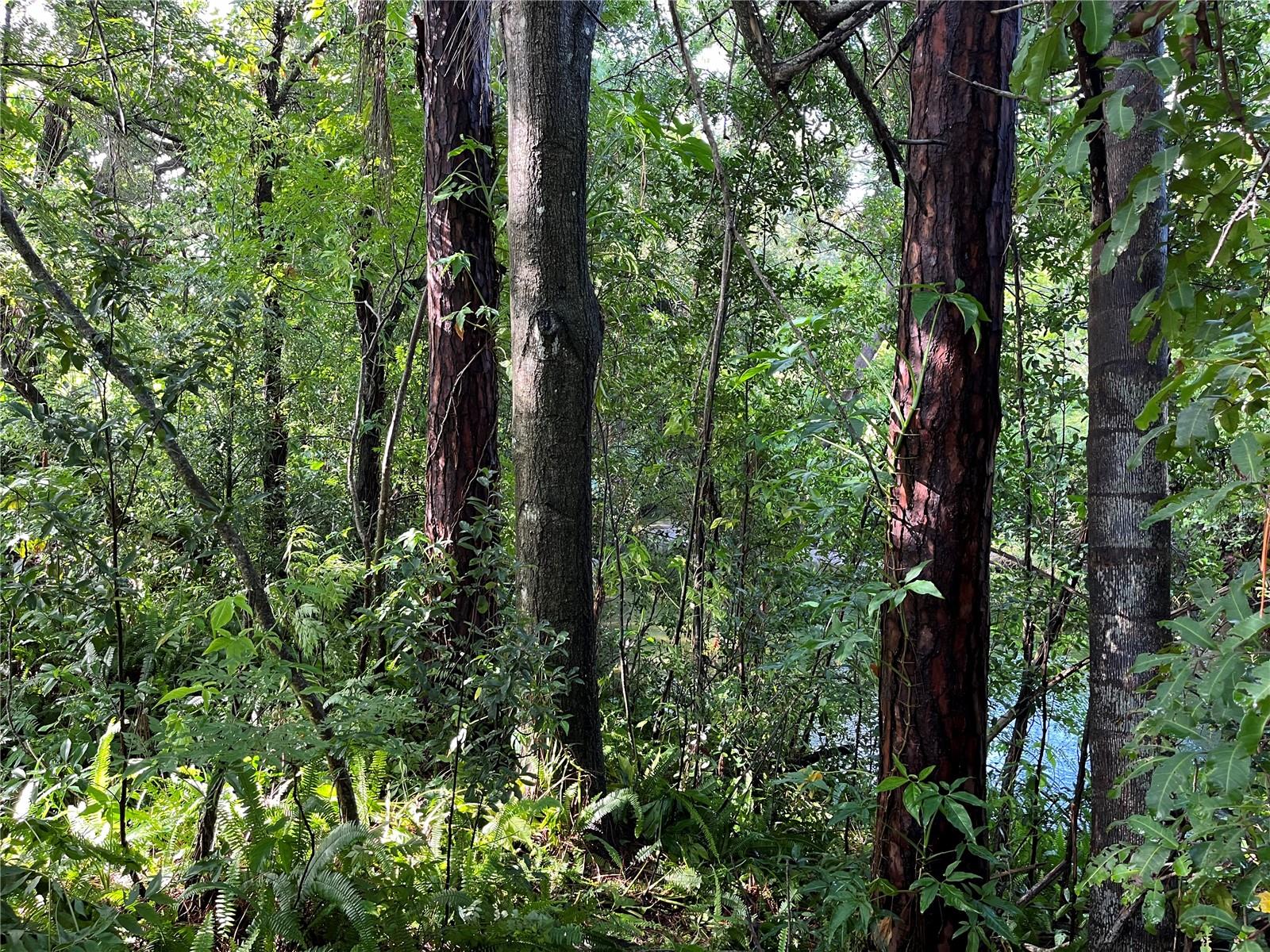 Allen's Creek overview