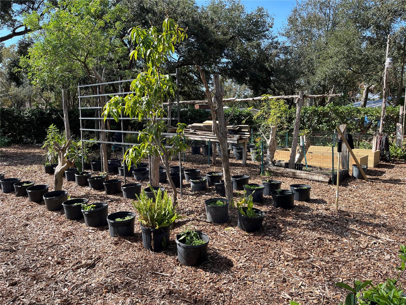 Elderberry trees'