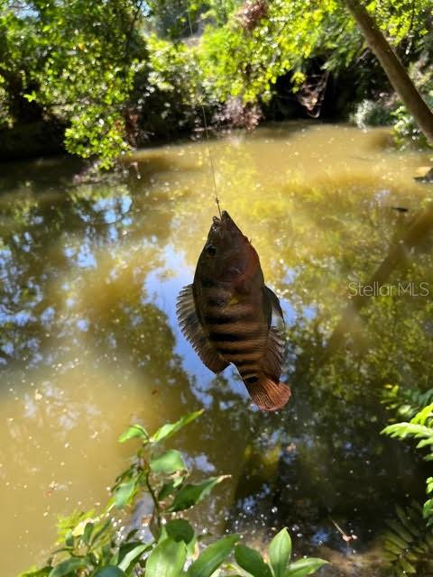 mangrove snapper